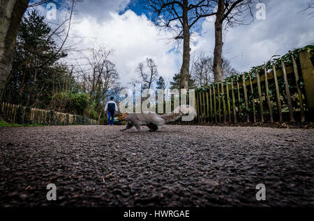 Braune Eichhörnchen rund um den Holland Park in London beim Überqueren der Straße oder Klettern auf den Dreier Stockfoto