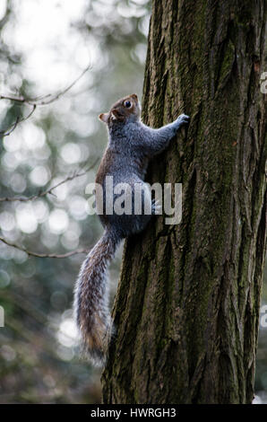 Braune Eichhörnchen rund um den Holland Park in London beim Überqueren der Straße oder Klettern auf den Dreier Stockfoto