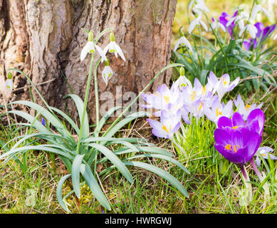 Verschiedene Frühlingsblumen auf einem Baumstamm in der Wiese Stockfoto