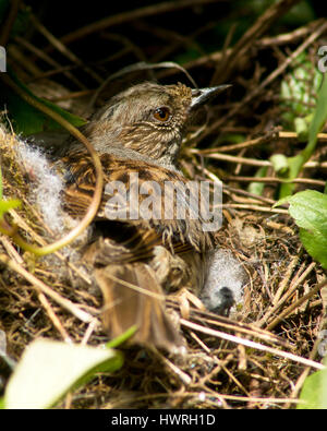 Eine Dunnock Vogel saß auf einem Nest Stockfoto