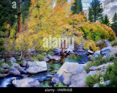 Im Herbst farbige Espe Bäume entlang Bischof Bach. Die Berge der Sierra Nevada, Kalifornien Stockfoto