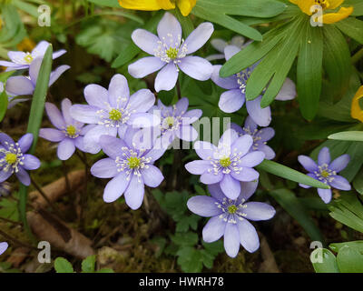 Leberbluemchen; Leberblümchen; Nobilis Stockfoto