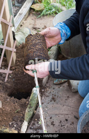 Gärtner eine Clematis "Mein Engel" Blume in einen kleinen Garten Rand vor ein Spalier im Frühjahr auspflanzen. UK Stockfoto