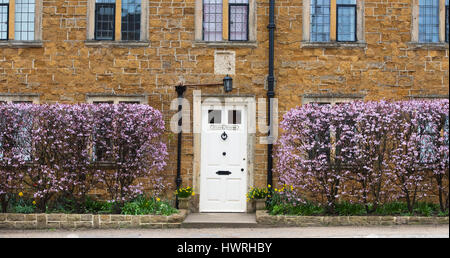 Prunus Cerasifera Nigra. Black Cherry Plum Absicherung in Blüte vor einem Haus in Deddington, Oxfordshire, England Stockfoto