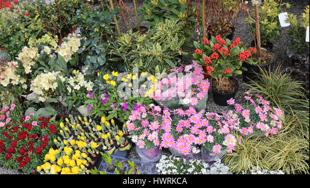 bunte Blumen und Pflanzen in Töpfen für den Verkauf in einem Blumengeschäft Stockfoto