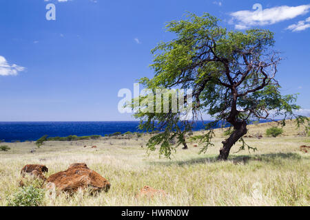 Küstenlandschaft auf Big Island, Hawaii, USA. Stockfoto