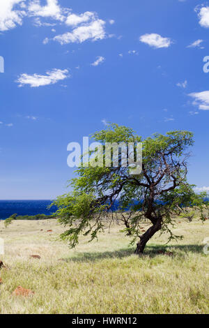 Küstenlandschaft auf Big Island, Hawaii, USA. Stockfoto