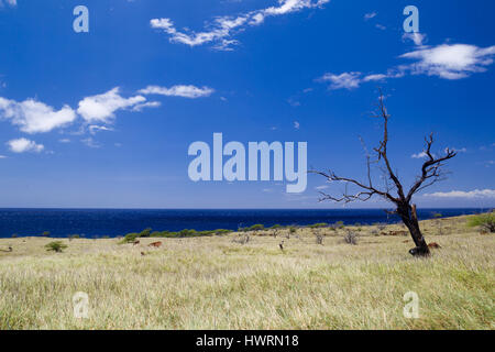 Küstenlandschaft auf Big Island, Hawaii, USA. Stockfoto