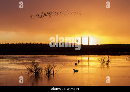 Schwäne (Cygnus Olor) auf teilweise gefrorenen Pool und Herde der nördlichen Kiebitz (Vanellus Vanellus) bei Sonnenaufgang, mit weit entfernten Kraftwerk, Lin Dyke stumm, Stockfoto