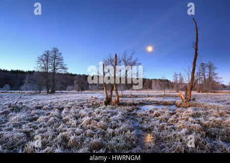 Vollmond über frostigen Wiese im Frühjahr. Dämmerung auf Wiese. Aufgehenden Mond beleuchten frostigen Rasen. Schöne Dämmerung Hintergrund. Stockfoto