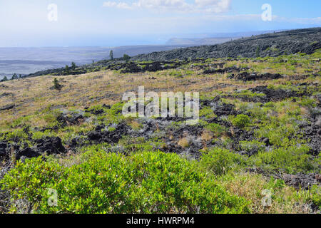 grüne Vegetation auf eine alte Lava Strömungsfeld durch den Ozean im Volcanoes National Park, Big Island von Hawaii, USA Stockfoto