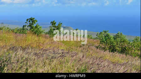 grüne Vegetation auf eine alte Lava Strömungsfeld durch den Ozean im Volcanoes National Park, Big Island von Hawaii, USA Stockfoto