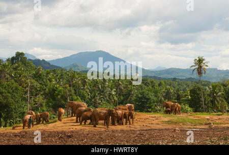 Pinnawala Elephant Orphanage, Sri Lanka, horizontale Ansicht Stockfoto