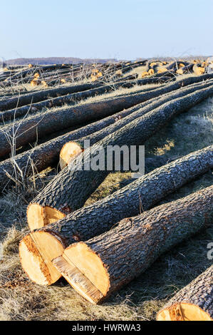 Die gefällten Bäume liegen auf dem Boden. Große Holzscheite - geschälten Baumstämme aus Zweigen. Reinigung der Wälder. Sonniger Tag. Stockfoto