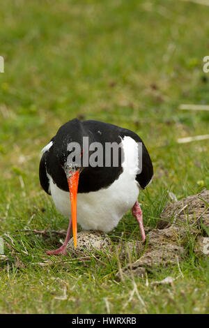 Austernfischer (Haematopus Ostralaegus) auf Eiern in in Machirs niederzulassen. Angrenzend an die Kuh-Dung, bietet Schutz vor Wind und eine zusätzliche Versorgung in Reichweite von Wirbellosen Stockfoto