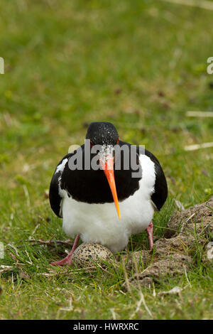 Austernfischer (Haematopus Ostralaegus) auf Eiern in in Machirs niederzulassen. Angrenzend an die Kuh-Dung, bietet Schutz vor Wind und eine zusätzliche Versorgung in Reichweite von Wirbellosen Stockfoto