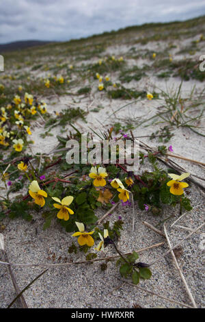 Seaside Stiefmütterchen (Viola Tricolorssb Curtisii) wächst auf kultivierten Machirs Stockfoto