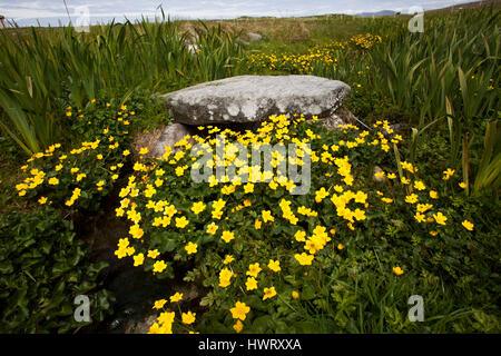 Alte Steinbrücke über brennen durch Machirs, mit reichlich Marsh Marigholds (Caltha Palustris) Stockfoto