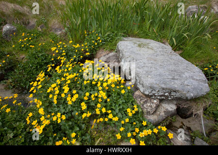 Alte Steinbrücke über brennen durch Machirs, mit reichlich Marsh Marigholds (Caltha Palustris) Stockfoto