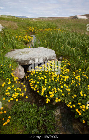 Alte Steinbrücke über brennen durch Machirs, mit reichlich Marsh Marigholds (Caltha Palustris) Stockfoto