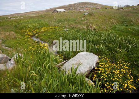 Alte Steinbrücke über brennen durch Machirs, mit reichlich Marsh Marigholds (Caltha Palustris) Stockfoto