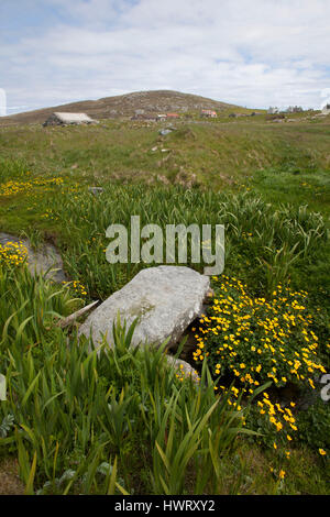 Alte Steinbrücke über brennen durch Machirs, mit reichlich Marsh Marigholds (Caltha Palustris) Stockfoto