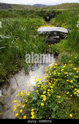 Alte Steinbrücke über brennen durch Machirs, mit reichlich Marsh Marigholds (Caltha Palustris) Stockfoto