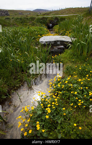 Alte Steinbrücke über brennen durch Machirs, mit reichlich Marsh Marigholds (Caltha Palustris) Stockfoto