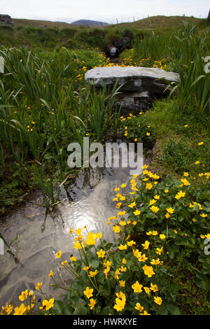 Alte Steinbrücke über brennen durch Machirs, mit reichlich Marsh Marigholds (Caltha Palustris) Stockfoto