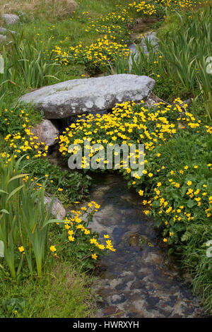 Alte Steinbrücke über brennen durch Machirs, mit reichlich Marsh Marigholds (Caltha Palustris) Stockfoto