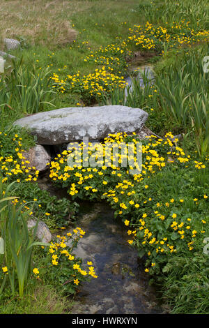 Alte Steinbrücke über brennen durch Machirs, mit reichlich Marsh Marigholds (Caltha Palustris) Stockfoto