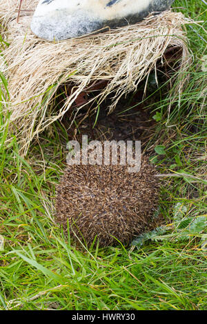 Igel (Erinaceus Europaeus) in ein Igel Falle von Scottish Natural Heritage Wissenschaftlern zu fangen und entfernen dort setzen Säugetier aus der Uists (wo sie stellen eine Bedrohung für kleine Seeschwalben und Watvögel Erfolg nisten, wie sie ihren Eiern essen) eingeführt. Sie sind entfernt und zum Festland Schottland, wo sie lokale und native und rückläufigen sind, verlegt. Stockfoto