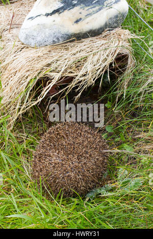 Igel (Erinaceus Europaeus) in ein Igel Falle von Scottish Natural Heritage Wissenschaftlern zu fangen und entfernen dort setzen Säugetier aus der Uists (wo sie stellen eine Bedrohung für kleine Seeschwalben und Watvögel Erfolg nisten, wie sie ihren Eiern essen) eingeführt. Sie sind entfernt und zum Festland Schottland, wo sie lokale und native und rückläufigen sind, verlegt. Stockfoto