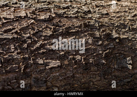 Baumstamm hautnah, zeigt detaillierte Struktur der Rinde für den Hintergrund. Stockfoto
