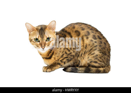 Katzen Bengal Rasse Leopard Färbung sitzt, isoliert auf weiss Stockfoto