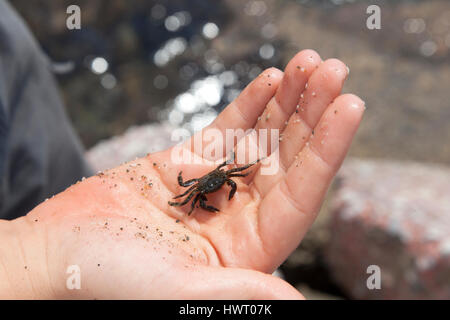 Kleine Krabbe an Hand des Kindes Stockfoto