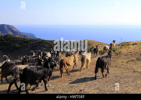 Europa - Frankreich - 20 Corse - Mediterranee - Corse - Piana - Corse du Sud-Deux Sevi - Deux Sevi - Golfe de Porto - Calanche - Calanches de Piana - C Stockfoto