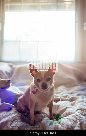 Hunde im Bett zu Hause Stockfoto