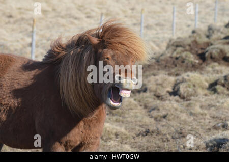 Sehr lustige Pferd Lachen in einem Feld. Stockfoto