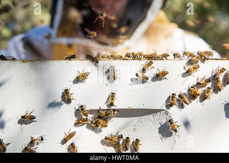 Nahaufnahme der Imker tatenlos Bienenstock-box Stockfoto