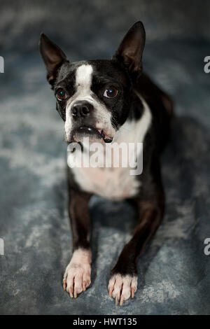 Liebenswert Boston Terrier posiert / Modellierung im Studio. Stockfoto