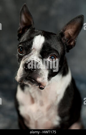 Liebenswert Boston Terrier posiert / Modellierung im Studio. Stockfoto