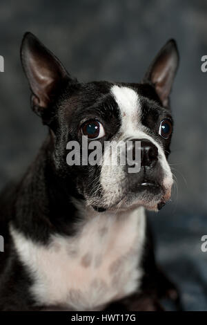 Liebenswert Boston Terrier posiert / Modellierung im Studio. Stockfoto