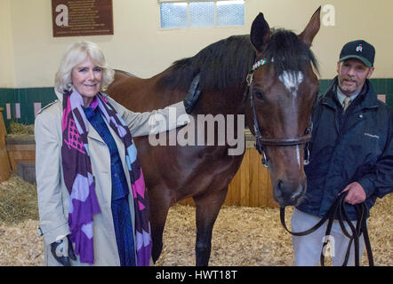 Die Herzogin von Cornwall mit Rob Bowley, trifft Frankel während ihres Besuchs in Banstead Manor Stud, Newmarket. Stockfoto