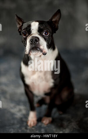 Liebenswert Boston Terrier posiert / Modellierung im Studio. Stockfoto