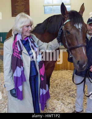 Die Herzogin von Cornwall trifft Frankel während ihres Besuchs in Banstead Manor Stud, Newmarket. Stockfoto