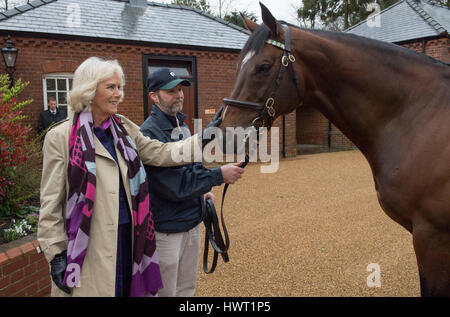 Die Herzogin von Cornwall mit Rob Bowley, trifft Frankel während ihres Besuchs in Banstead Manor Stud, Newmarket. Stockfoto