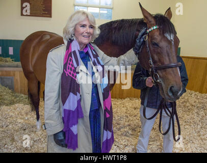 Die Herzogin von Cornwall trifft Frankel während ihres Besuchs in Banstead Manor Stud, Newmarket. Stockfoto