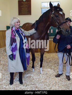 Die Herzogin von Cornwall mit Rob Bowley, trifft Frankel während ihres Besuchs in Banstead Manor Stud, Newmarket. Stockfoto