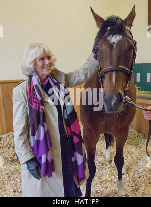 Die Herzogin von Cornwall trifft Frankel während ihres Besuchs in Banstead Manor Stud, Newmarket. Stockfoto